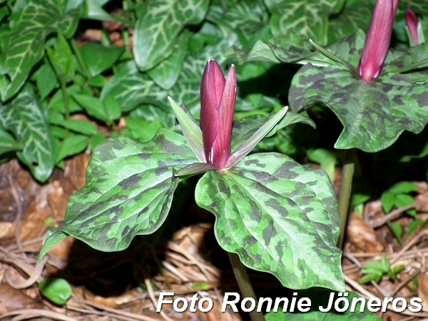 trillium 